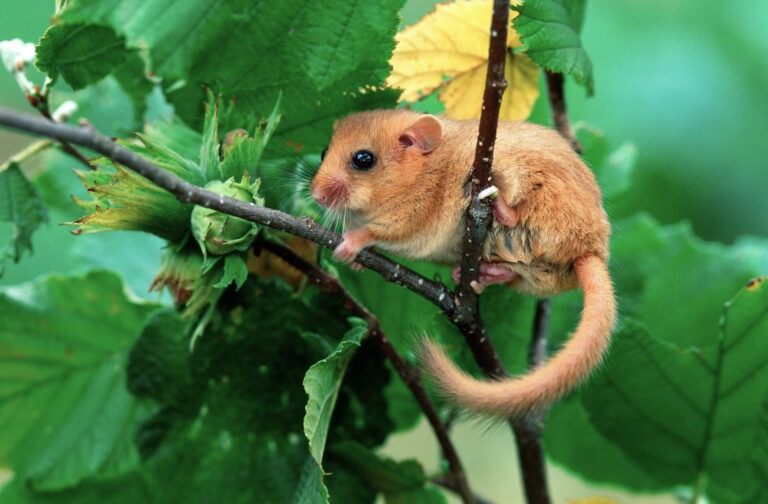 Natur- und Artenschutz